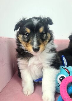 Sheltie Shetlandský ovčák - 4