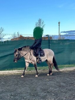 Polský pony - kobylka - 4