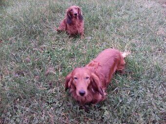 Prodám štěňátka jezevčíka dlouhosrstého standard - 4