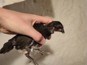 Australka zdrobnělá černá- kuřata - 4