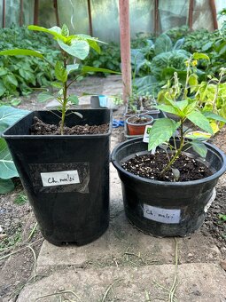 Chilli sazenice Yucatan, Chinese multicolor, Carolina reaper - 4