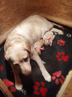 LABRADORSKÝ RETRÍVR- žlutá štěňátka s PP - 4