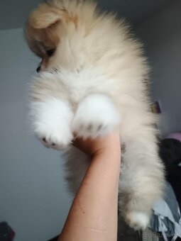 Pomeranian mini - 4