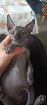 Kanadský sphynx - 4