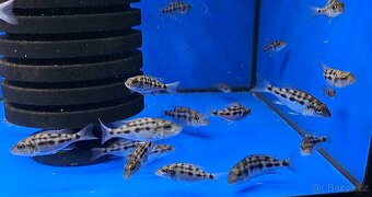 Malawi ... Fossorochromis rostratus vel. 9-11cm - 4