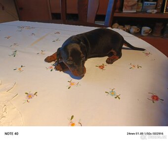 Trpasličí jezevčík - 4