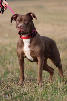 American Bully XL - 4