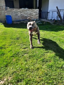 American bully Krytí - 4