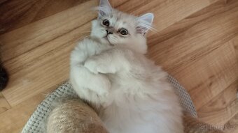 Britská koťátka s PP - 4