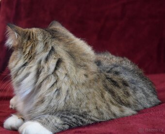 sibiřská kočička - 4