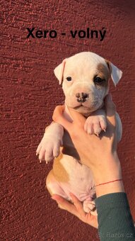 Americký stafordširský terier - 4