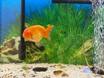 Závojnatky ORANDA Lví hlava+RANCHU XXL - 4