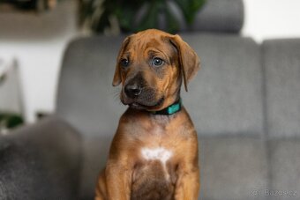 Rhodéský ridgeback - 4