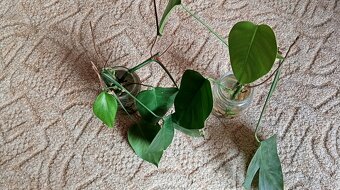 Monstera deliciosa pokojovka zakořeněná na zasazení - 4