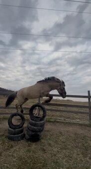 Pony valach - 4