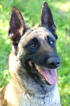 Malinoiska Naomi hledá domov - 4