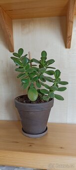 Tlustice vejčitá (crassula ovata) - 4
