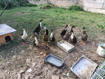 Prodám kachny /Indický běžec/ - 4