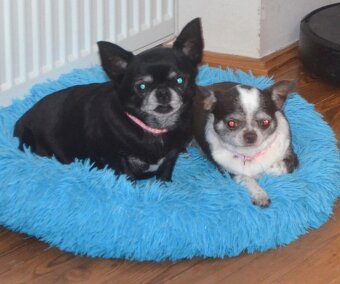 Čivava s PP - fenky - 4