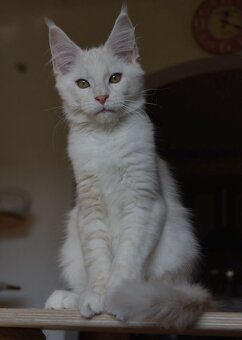 Mainská mývalí koťátka s PP - 4