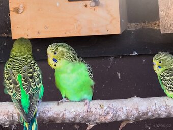 Andulka přírodní vlnkovaná - 4