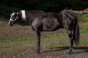 Připouštění APH Black Overo hřebcem - 4
