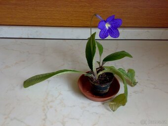 Modrofialová tořivka - Streptocarpus - rostlina - 4