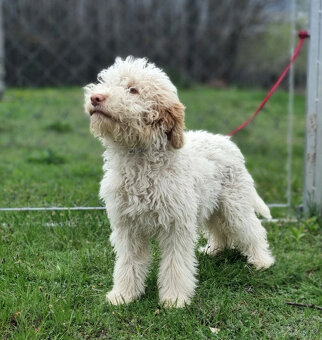 LAGOTTO ROMAGNOLO STENIATKO s PP - 4