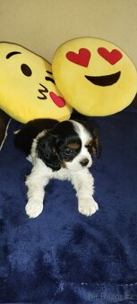 Cavalier king Španiel - 4