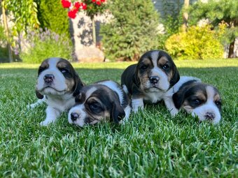 Beagle - 4