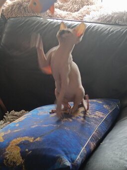 SPHYNX kotě kočička bez PP - 4