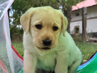 Labrador retrívr - 4