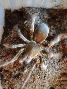 Hysterocrates gigas 0,1 Adult - 4