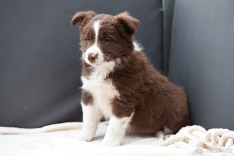 Štěňátko border kolie - 4