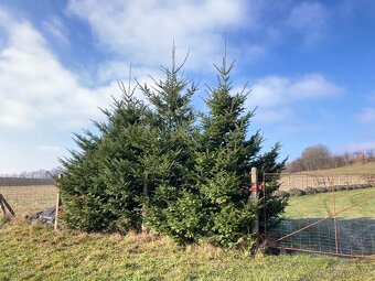 vánoční stromky - 4