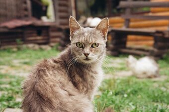 Analogový kompaktní fotoaparát Canon PRIMA ZOOM 76 - 4