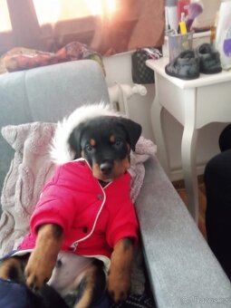 Rotvajler Štěně ❤️ - 4