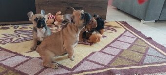 Francouzský buldoček - 4