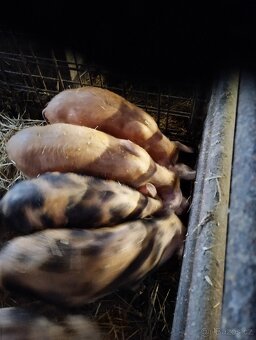 Selata na výkrm - 4