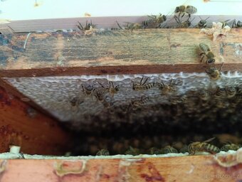 Nabízím k prodeji včelí oddělky 39x24 - 4