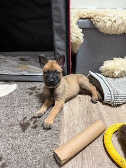 Belgický ovčák Malinois s PP - 4