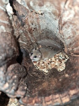 Plšík africký - 4