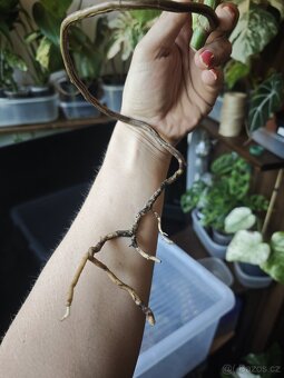 Monstera alba č.9 - 4