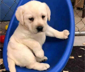 labradorský retrívr - 4