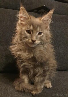 Mainská mývalí koťátka koťata kocourci MCO Maine Coon - 4