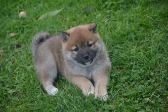 Shiba inu s průkazem původu - 4