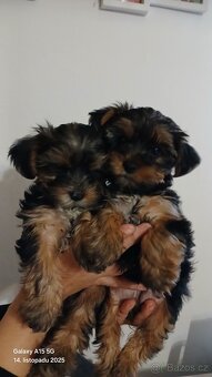 Štěňátka Jorkširsky teriér - 4