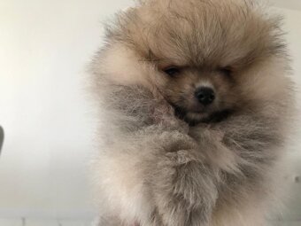 Pomeranian s p.p - 4