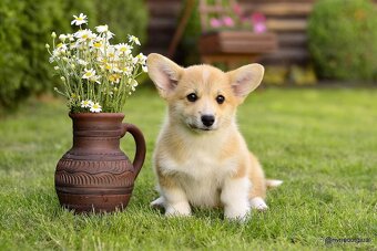 WELSH CORGI PEMBROKE S PP - 4