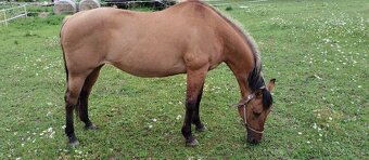 Prodám klisnu QH - 4